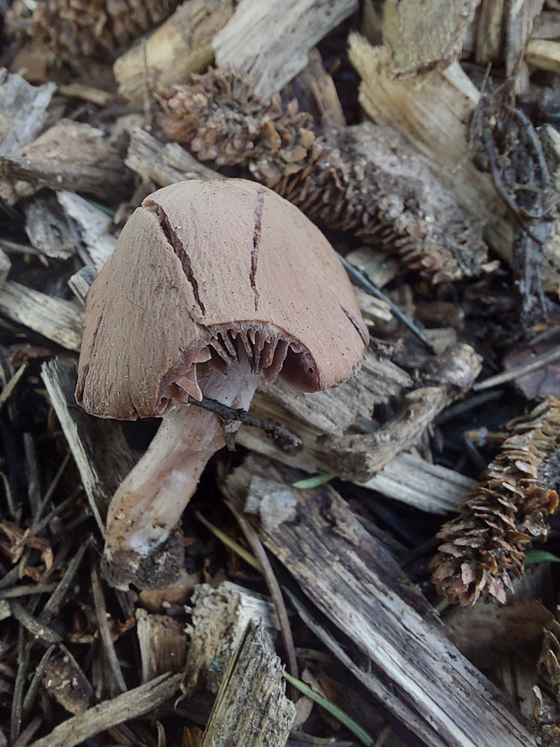 Photo © Psathyrella bipellis by Jesper Launder